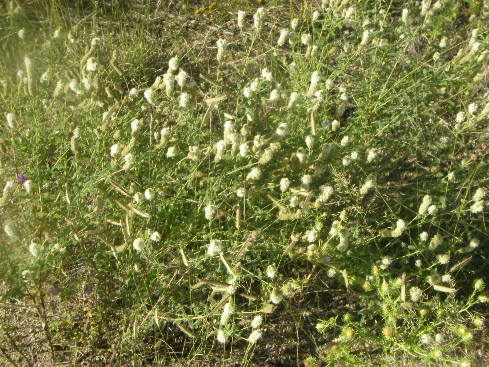 Thornbera albiflora image
