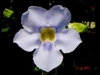 Thunbergia laurifolia image