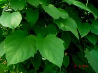 Thunbergia laurifolia image