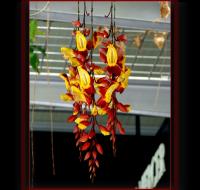 Thunbergia mysorensis image