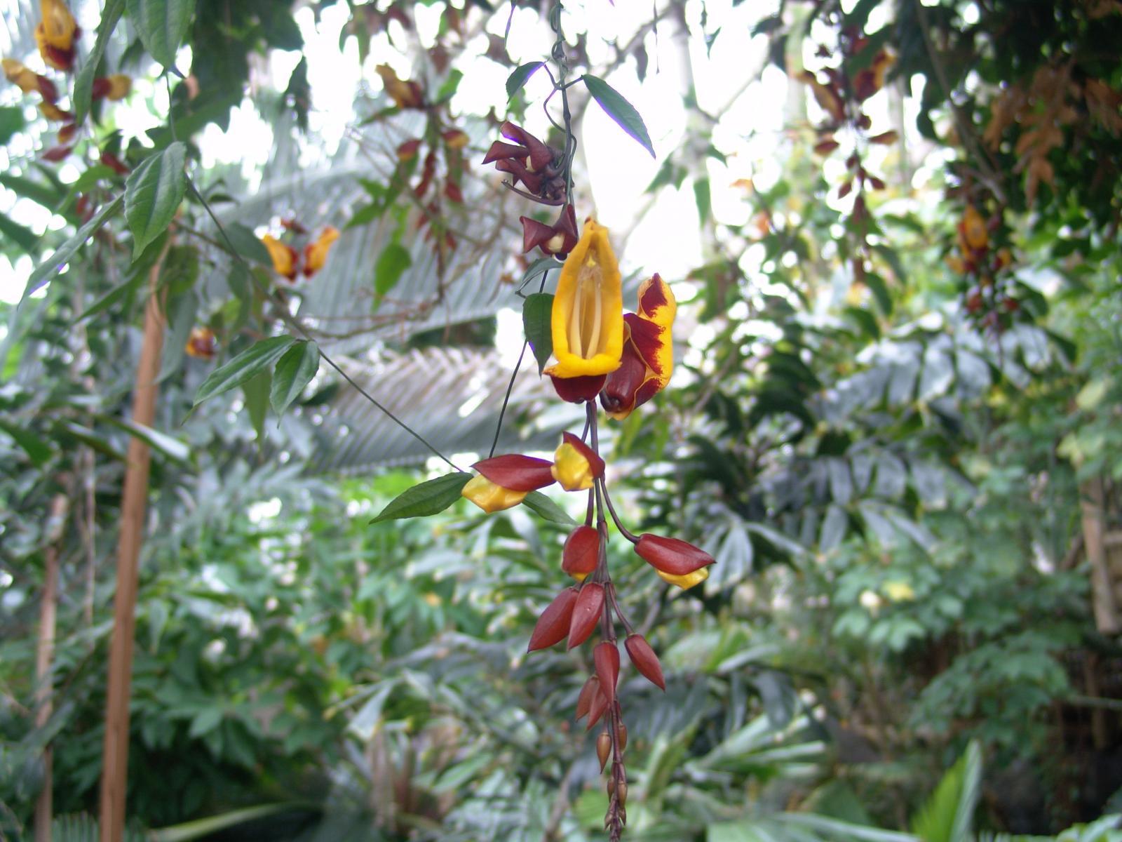 Thunbergia mysorensis image