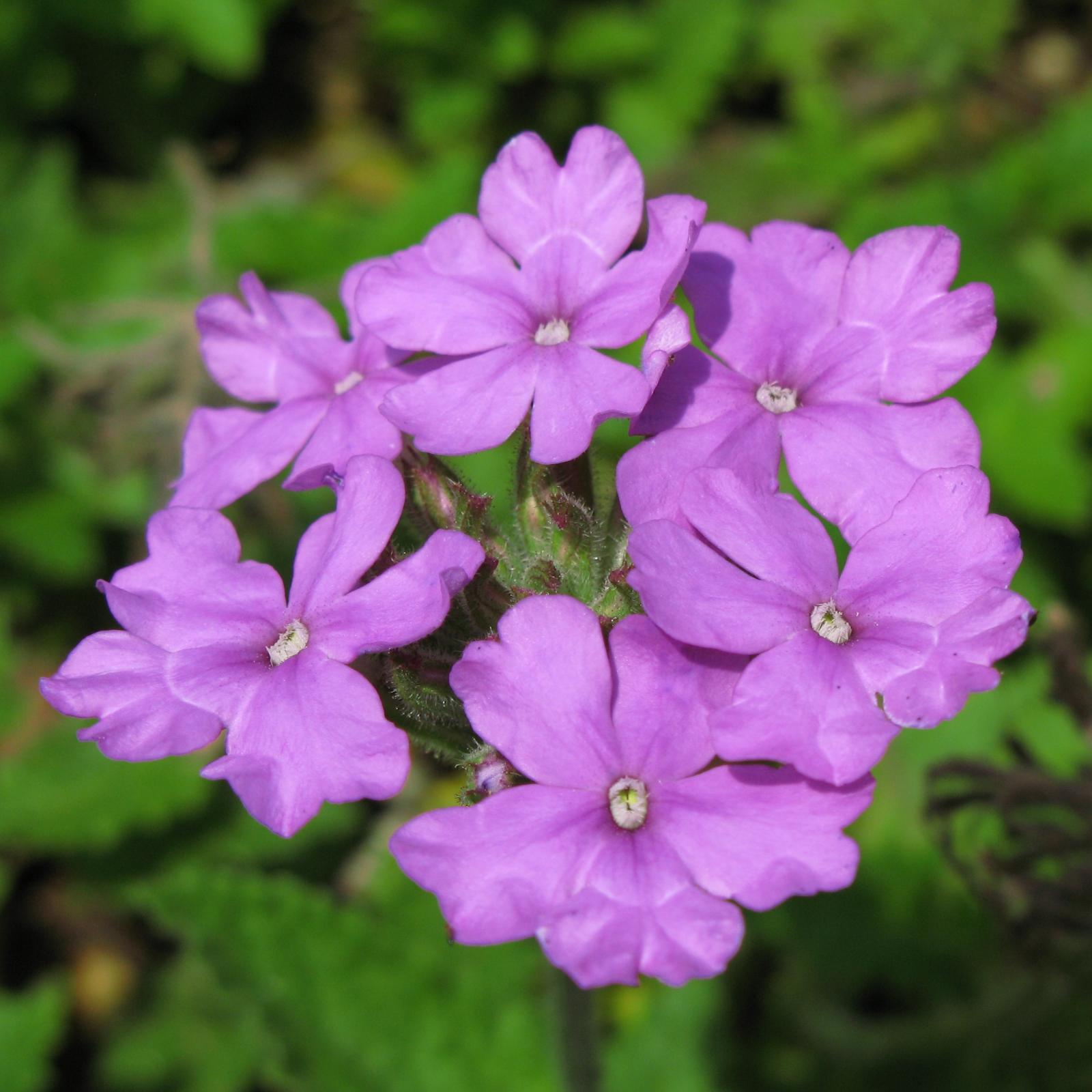 Verbena tenera image