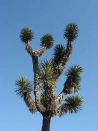 Image of Yucca filifera