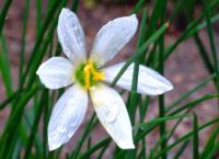 Zephyranthes candida image