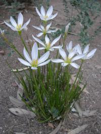 Zephyranthes candida image