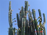 Image of Cereus peruvianus