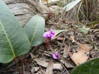 Hardenbergia violacea image