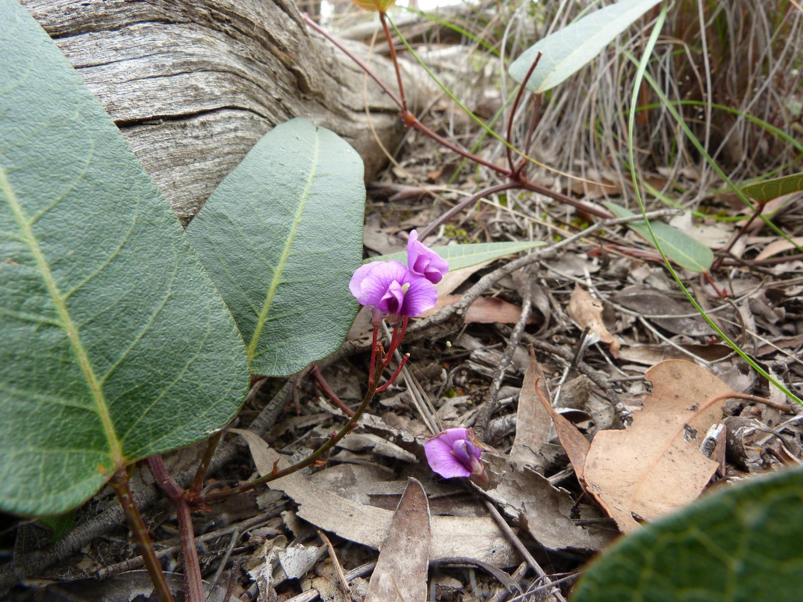 Hardenbergia image