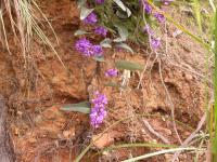 Hardenbergia violacea image