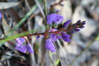 Hardenbergia violacea image