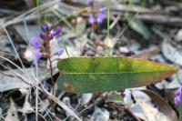 Hardenbergia violacea image