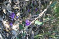 Hardenbergia violacea image