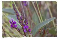 Hardenbergia violacea image