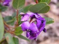 Hardenbergia violacea image