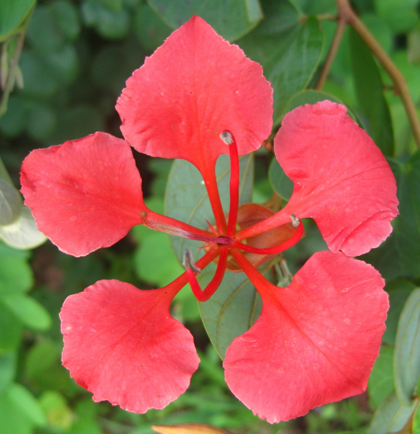 Bauhinia galpinii image