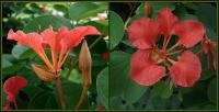 Bauhinia galpinii image