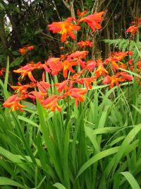 Image of Tritonia crocosmiiflora