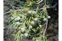 Image of Juniperus occidentalis
