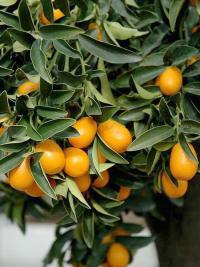 Citrus japonica image