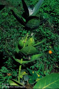 Calotropis procera image