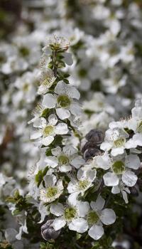 Leptospermum scoparium image