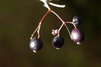 Myrcia sylvatica image