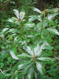 Myrica mexicana image