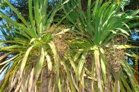 Image of Cordyline australis