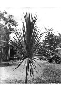 Image of Sabal palmetto