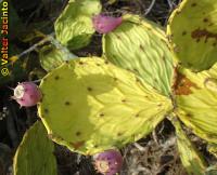 Opuntia stricta image