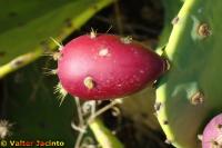 Opuntia stricta image