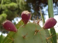 Opuntia stricta image