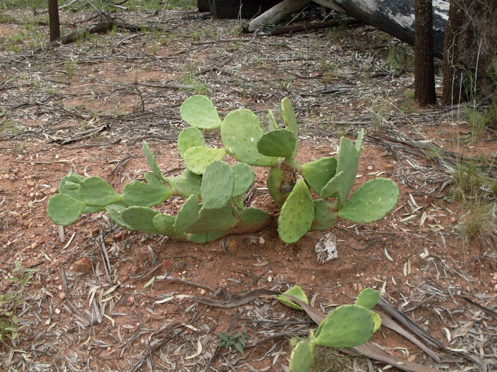 Opuntia stricta image