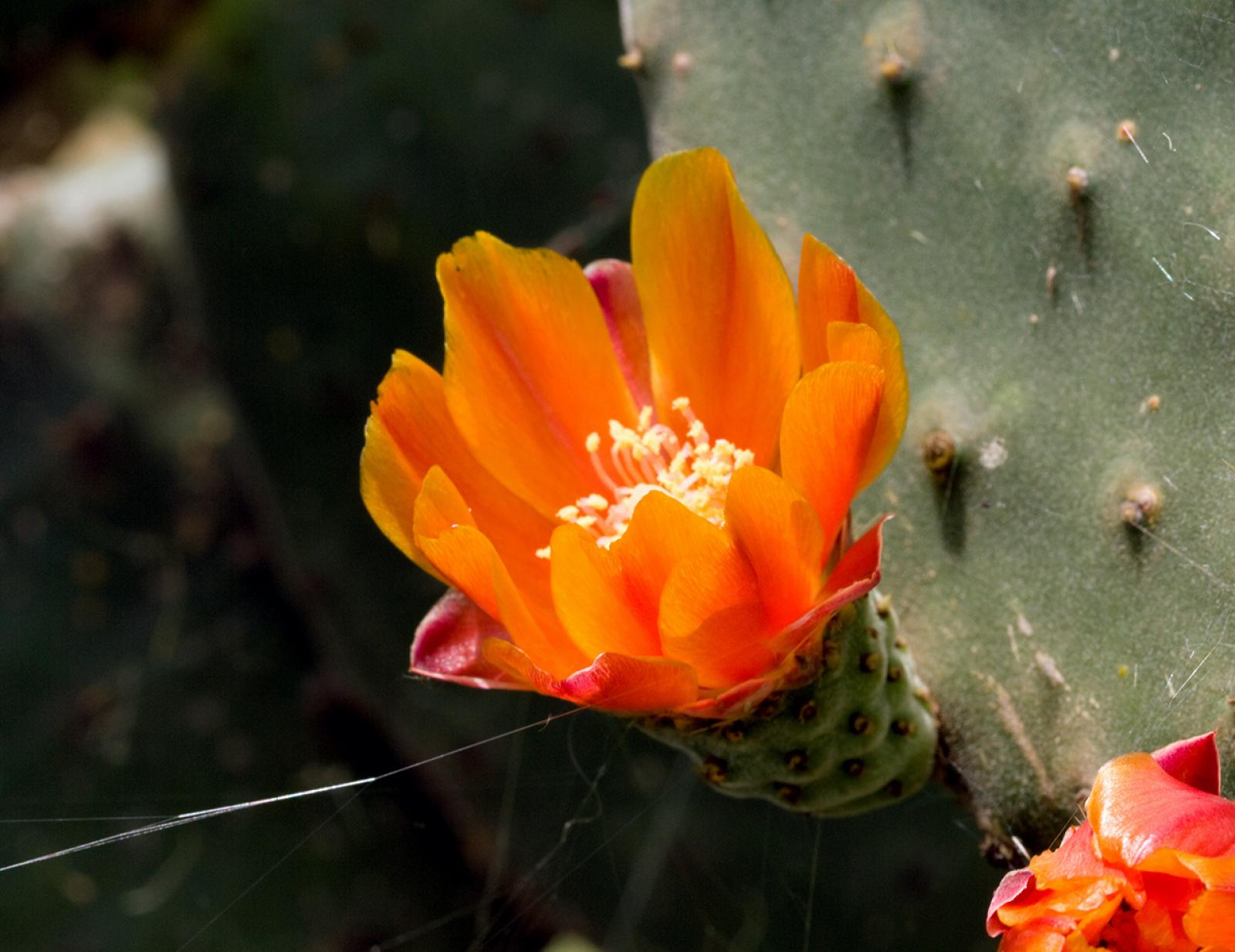 Opuntia tomentosa image