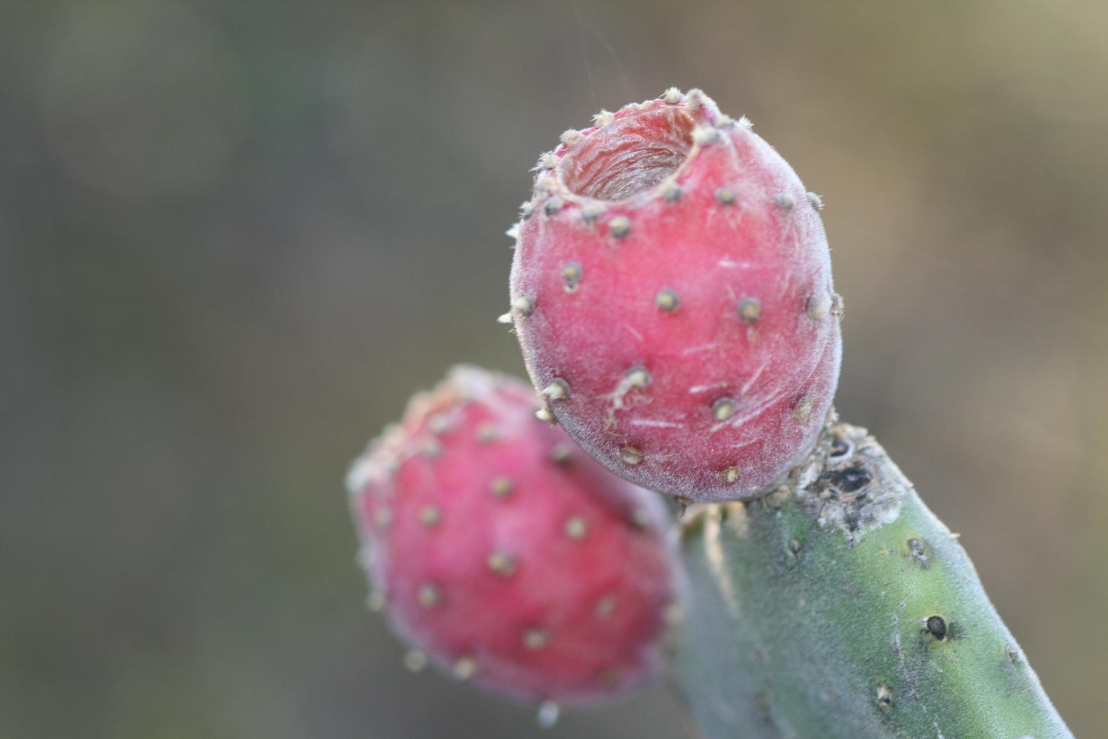 Opuntia tomentosa image