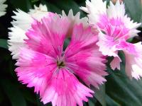 Dianthus chinensis image