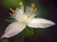 Image of Tradescantia albiflora