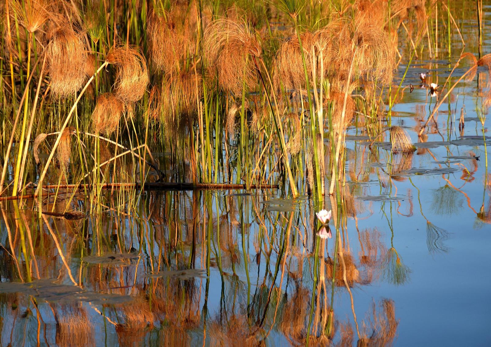 Cyperus papyrus image