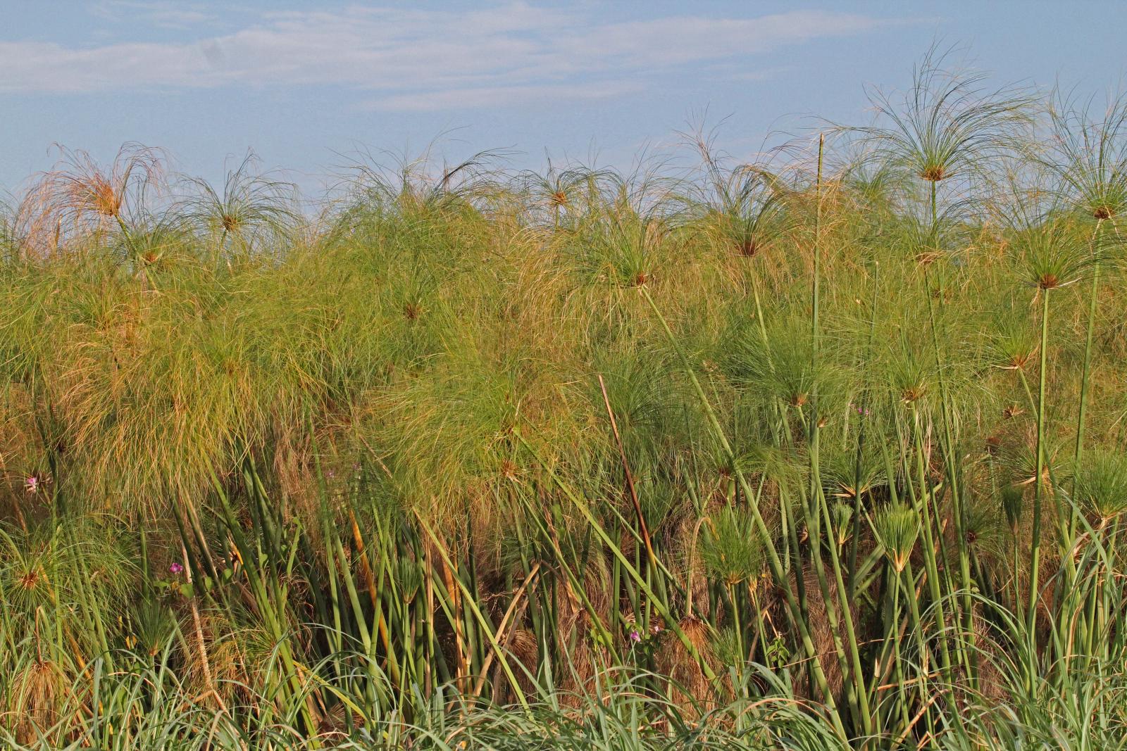 Cyperus papyrus image