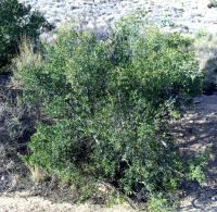 Diospyros texana image