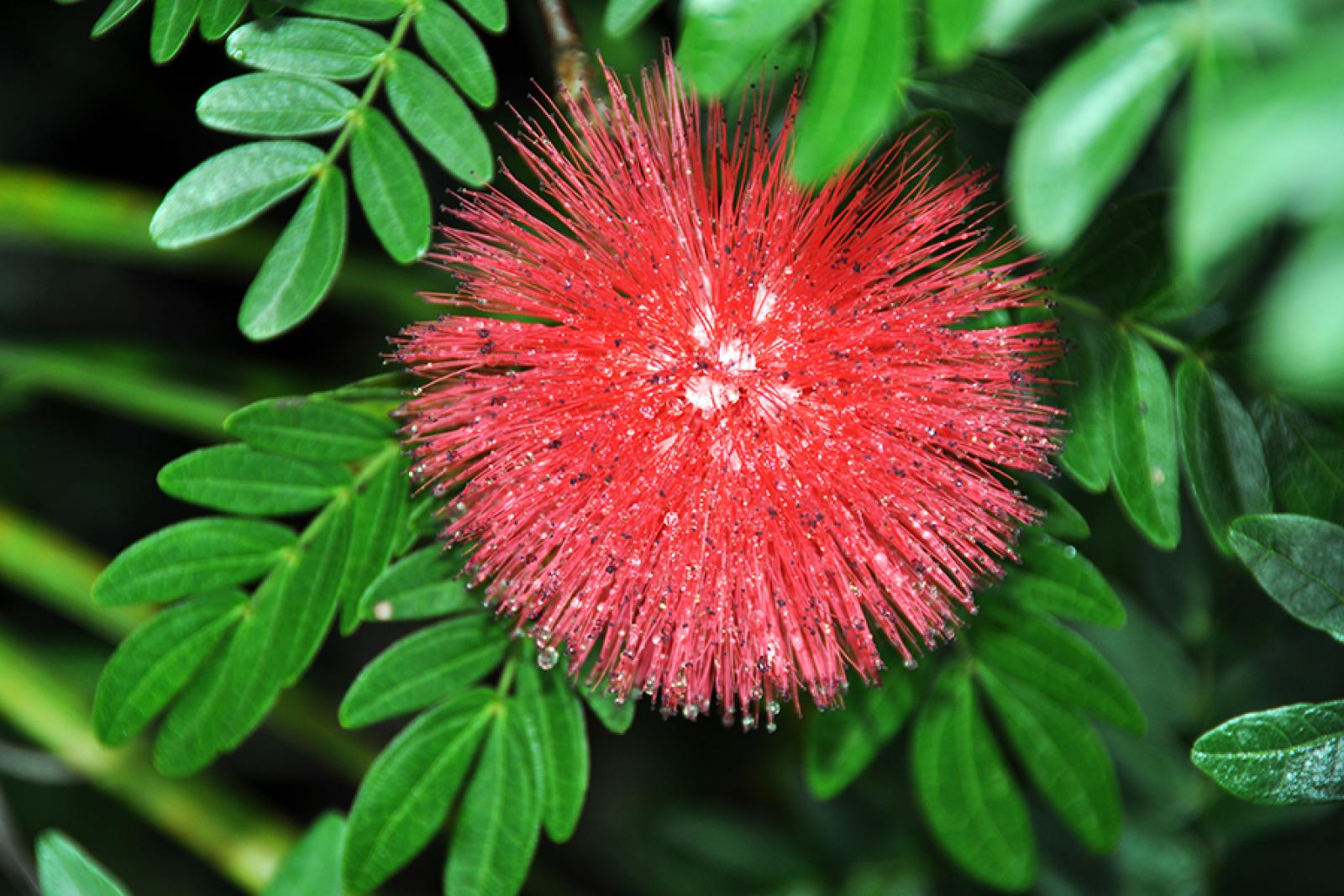 Calliandra haematocephala image