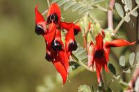 Image of Clianthus speciosus