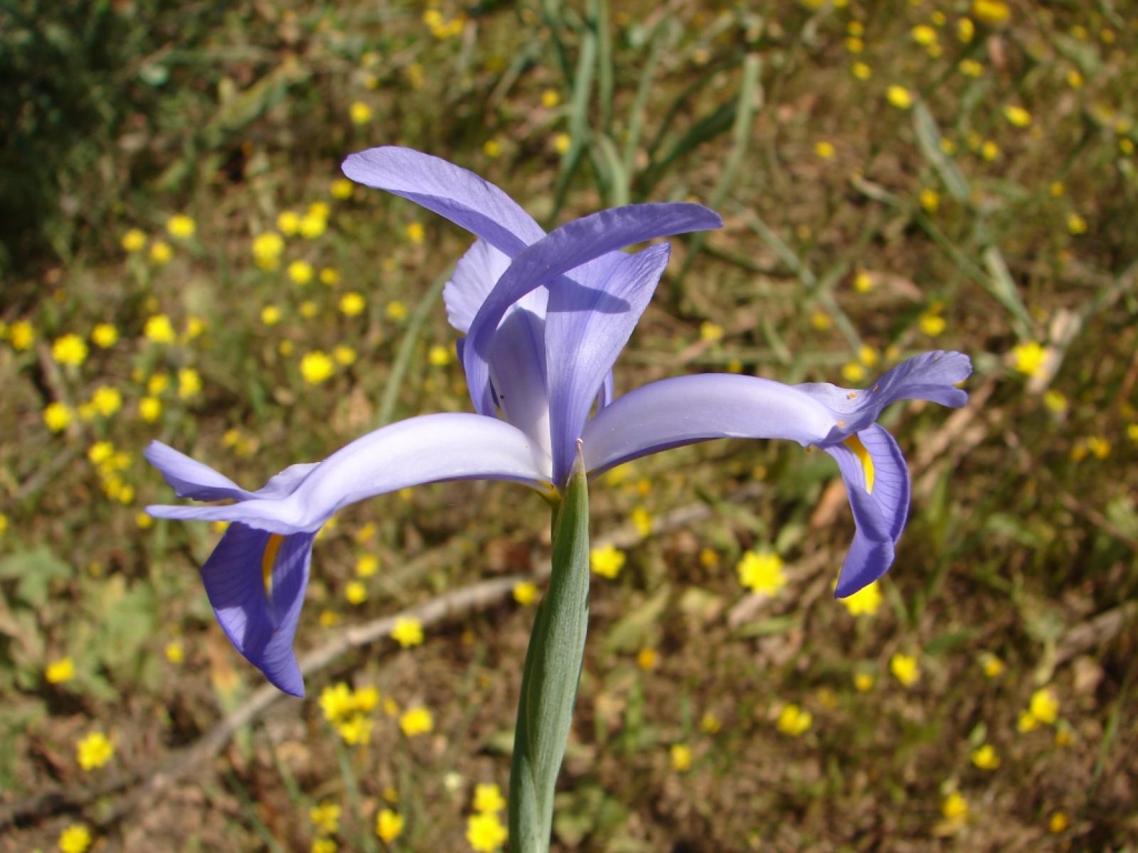 Iris xiphium image