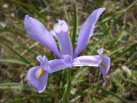 Iris xiphium image