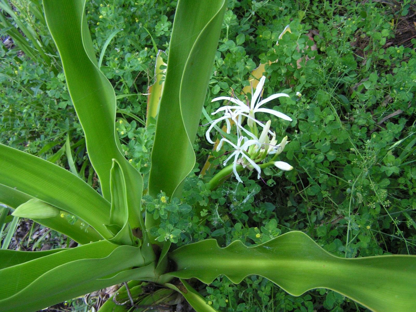 Crinum asiaticum image