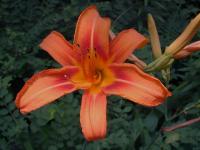 Hemerocallis fulva image