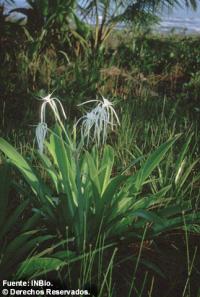 Image of Hymenocallis americana