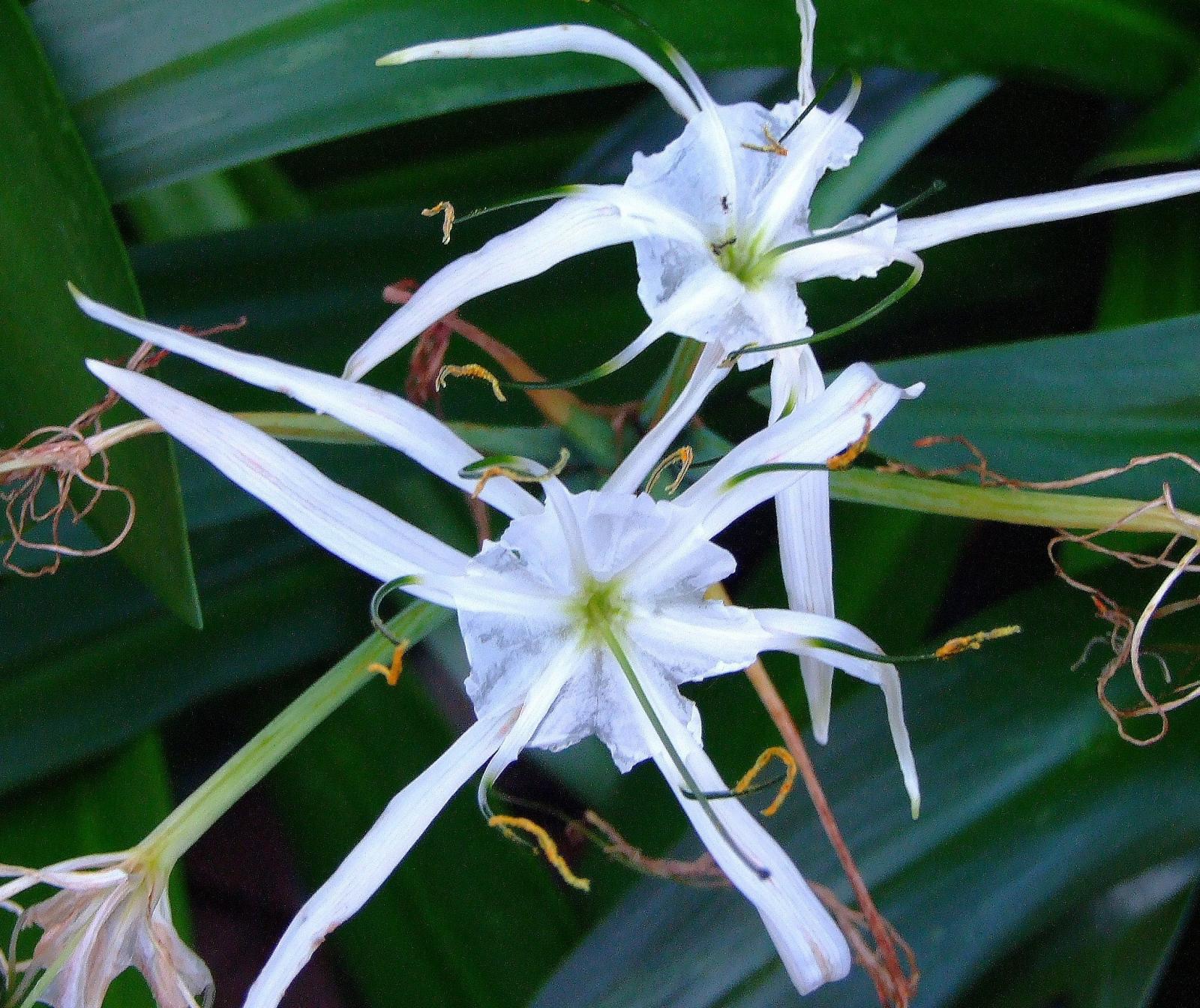 Hymenocallis littoralis image