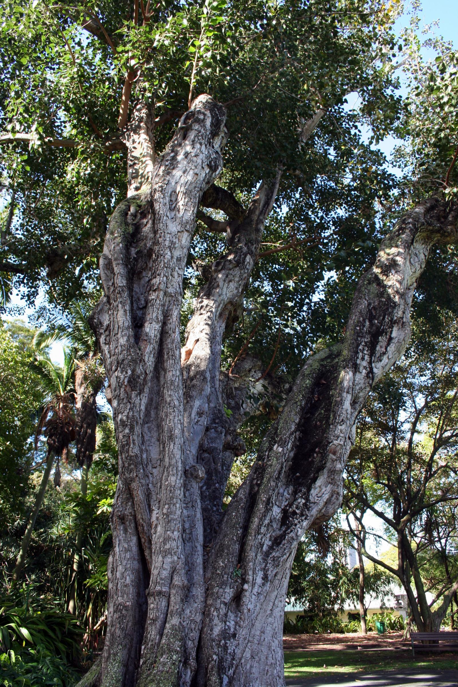 Ficus religiosa image