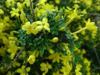 Image of Jasminum parkeri